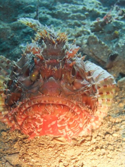 Dubrovnik: 1-Day Diving Package - Who will enjoy this day most?