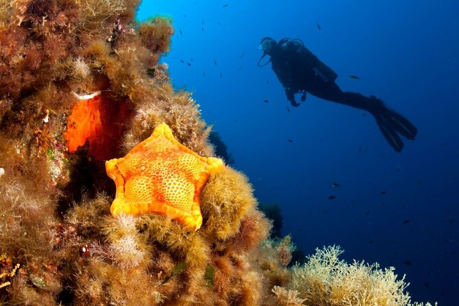 Dubrovnik 1 Dive for Certified Divers - Starting at Blue Planet Diving Center in Dubrovnik