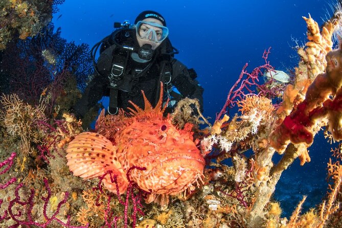 Dubrovnik 1 Dive for Certified Divers - Choosing the Adriatic site on the day