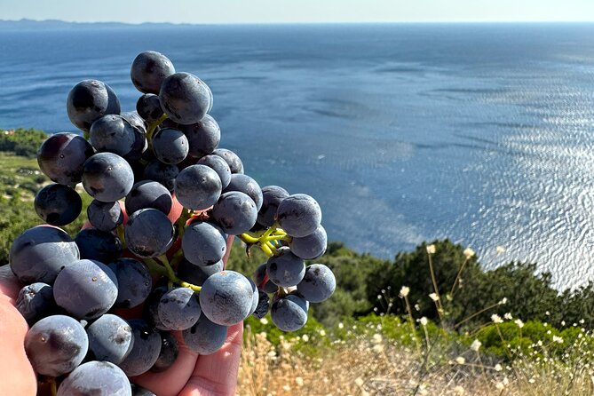Dubrovnik Private Wine Tasting Tour to Peljesac Peninsula - Matusko Winery: the larger wine cellar visit