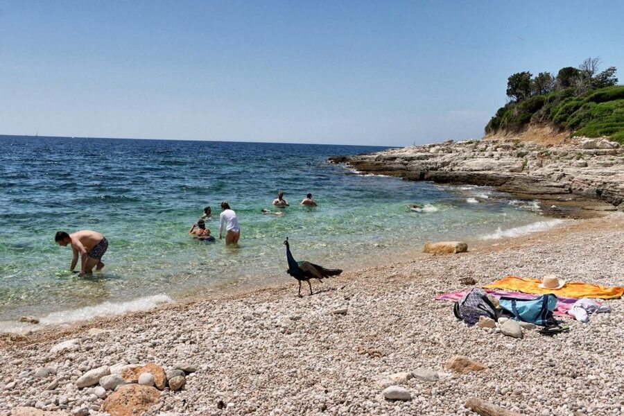Fazana: Brijuni National Park Scenic Boat Tour - Gaz, Galija, Vanga, and the view toward Pula