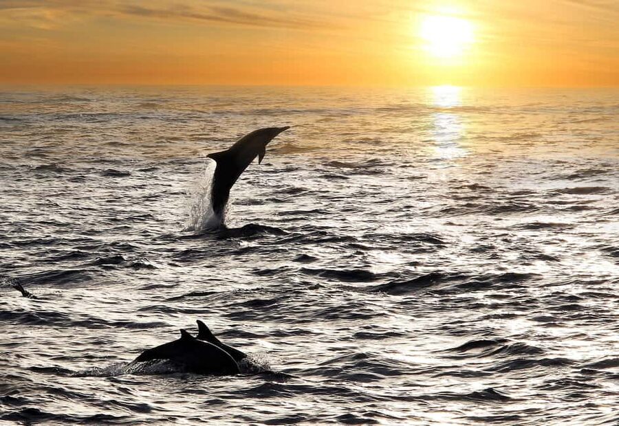 Fazana: Dolphin Finder in Brijuni islands Safari with Dinner - Setting out from Fažana toward Brijuni