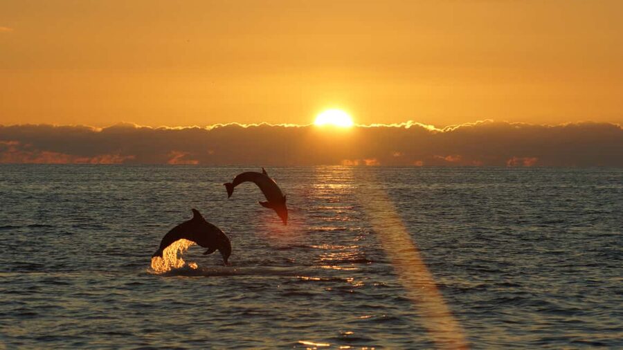 Fazana: Dolphin Finder in Brijuni islands Safari with Dinner - FAQ