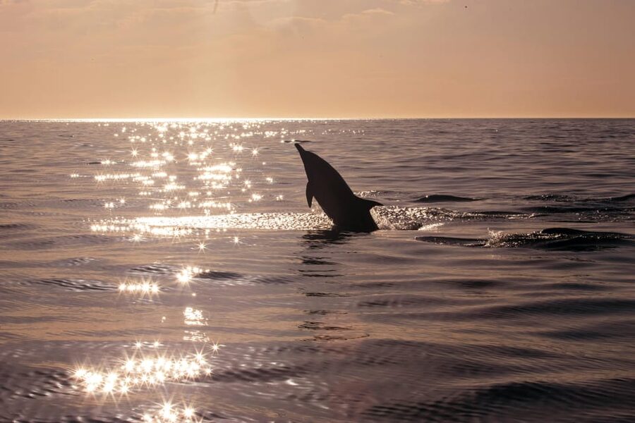 Fazana: Dolphin Finder in Brijuni islands Safari with Dinner - Value at $34 per person