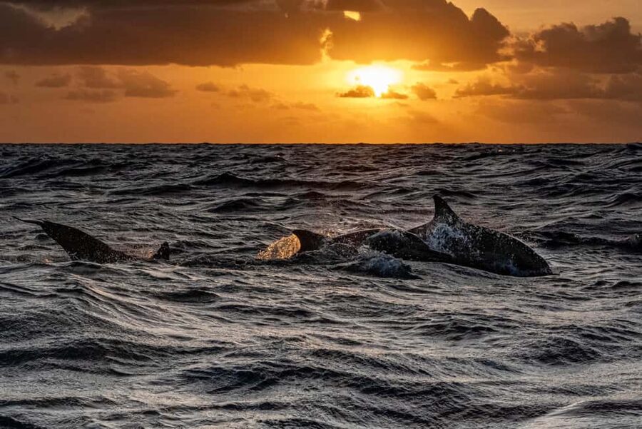 Fazana: Dolphin Finder in Brijuni islands Safari with Dinner - Is the Fažana dolphin cruise worth booking?