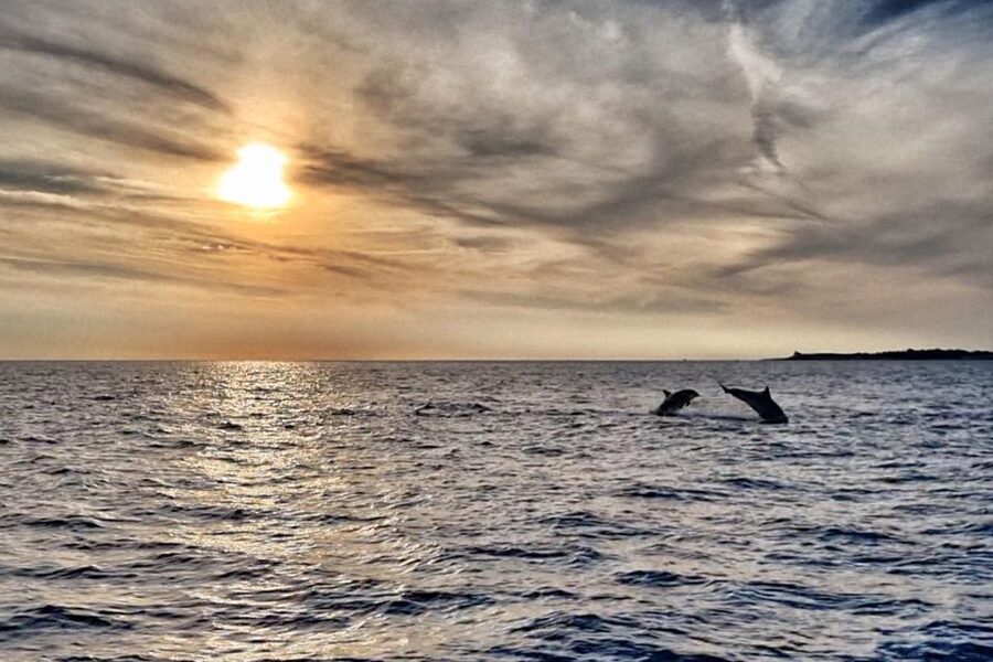 Fazana: Guided Dolphin Watching Sightseeing Cruise at Sunset - Key points at a glance
