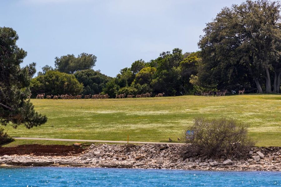 Fažana: Sail like a president with Brijuni Panorama - Departure times and planning your day in Fažana