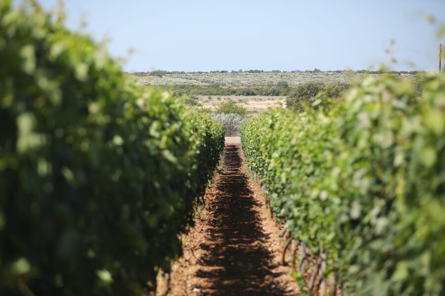 From Biograd: Wine and Olive Oil Tasting in Ražnjevića Dvori - Four wines and the Zinfandel connection