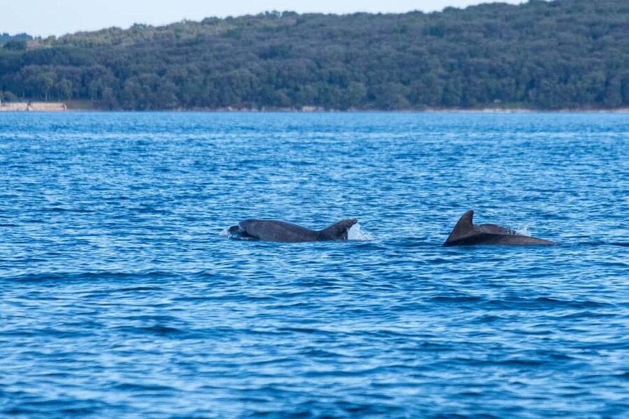 From Fazana: Dolphin watching and snorkeling in Blue Cave - Timing, comfort, and what to bring