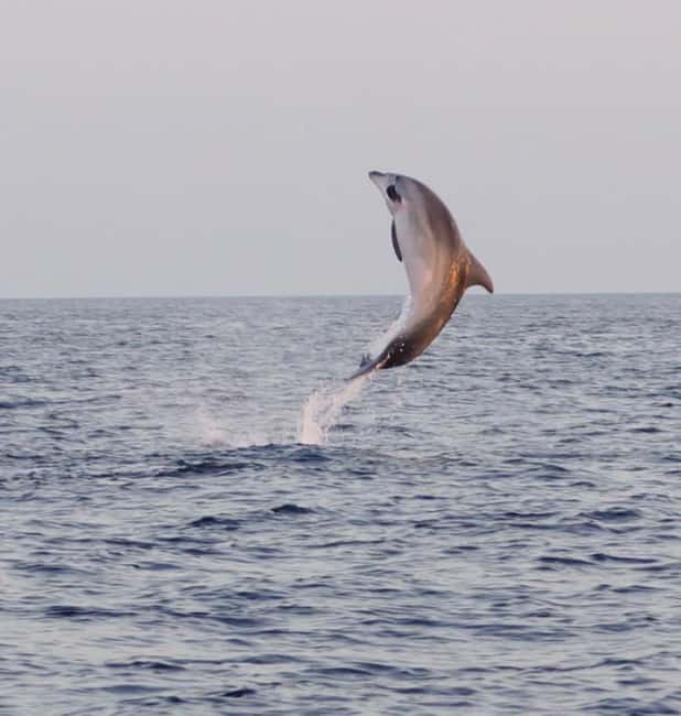 From Fazana: Dolphin watching and snorkeling in Blue Cave - The Blue Cave reality: beautiful water, no entry