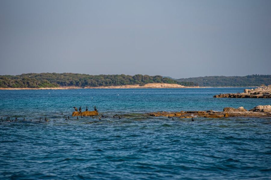 From Fažana: Private boat tour of Brijuni Islands - Should you book the Brijuni private boat tour?