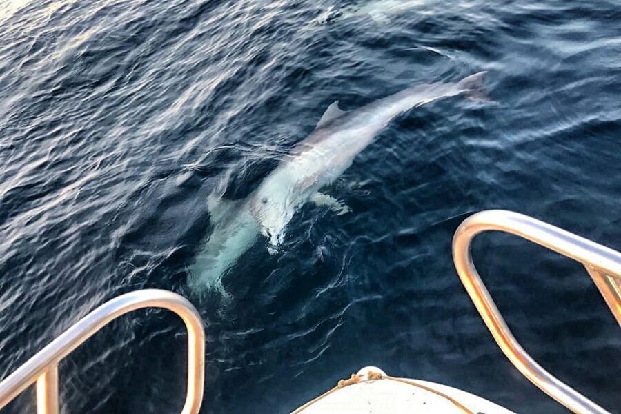 From Fazana: Private sunset dolphin tour - Sunset behind the Brijuni Islands