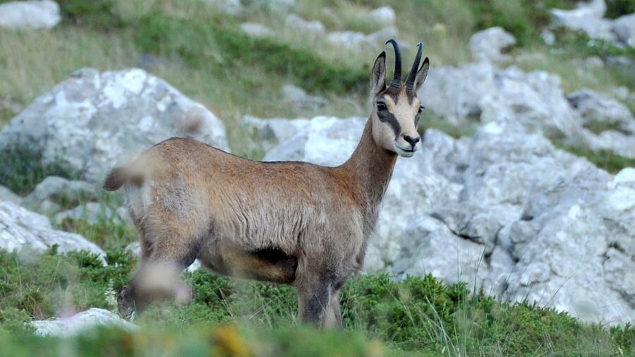 From Makarska: Biokovo Nature Park Guided Tour with Skywalk - Key points to know before you book