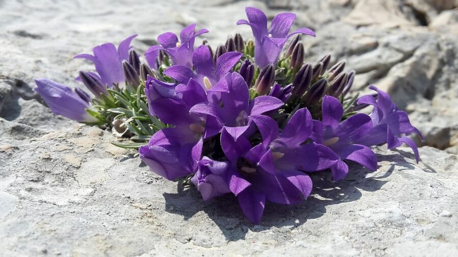 From Makarska: Biokovo Nature Park Guided Tour with Skywalk - The Skywalk is the dramatic centerpiece
