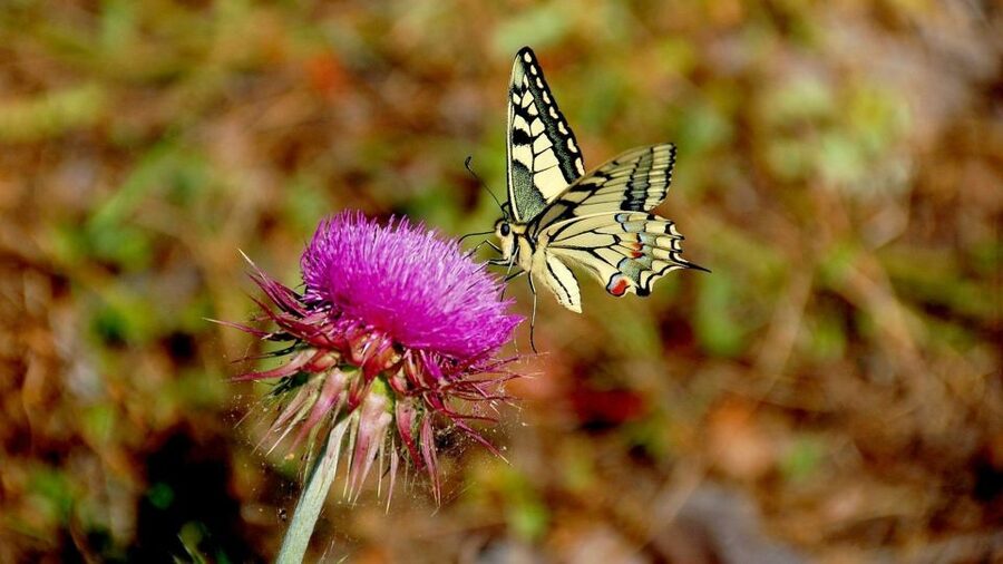 From Makarska: Biokovo Nature Park Guided Tour with Skywalk - Who should book this Biokovo outing?
