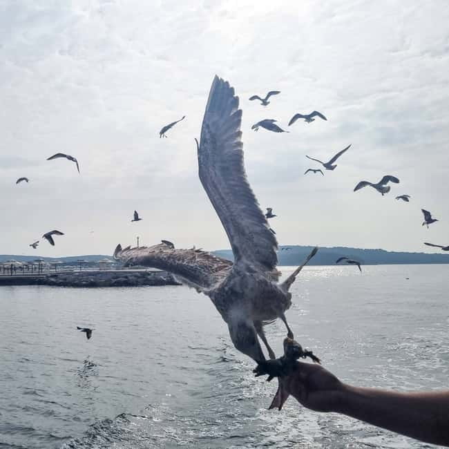 From Poreč: Boat Day Trip to Rovinj with Fish Lunch - Rovinj, with time to wander without a guide