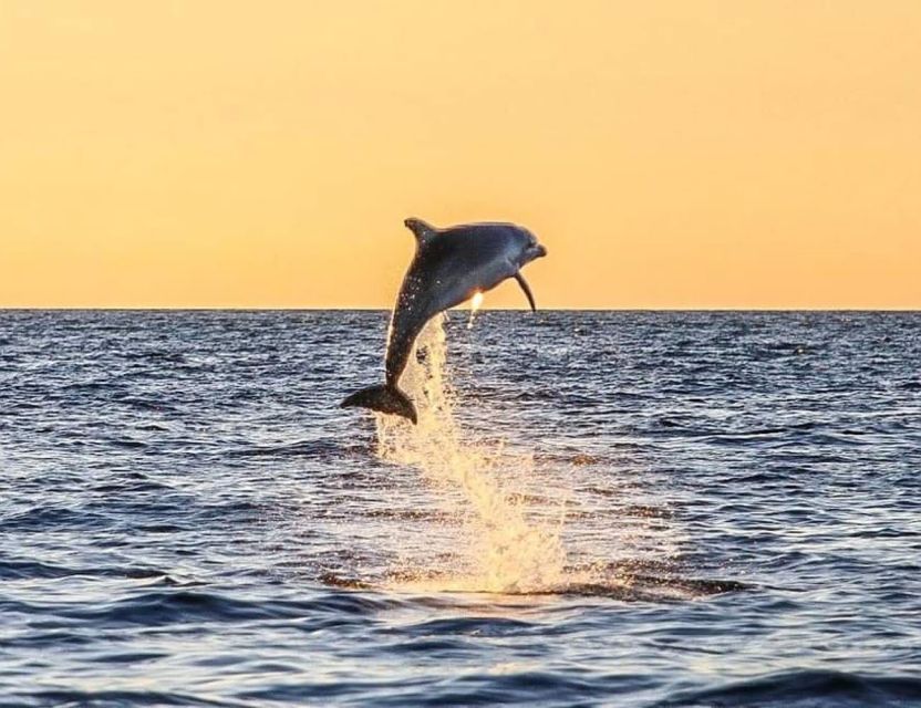 From Poreč: Evening Dolphin Cruise with Welcome Drink - A dolphin search from Poreč