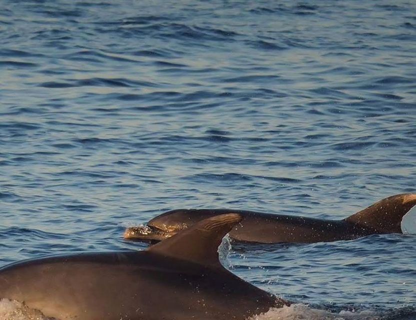 From Poreč: Evening Dolphin Cruise with Welcome Drink - Practical details that make the evening easier
