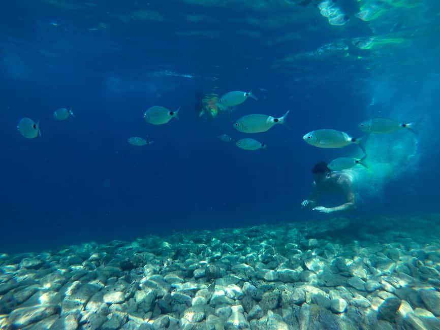 From Pula: Rovinj & NP Brijuni cruise with Red Island visit - Final call: a strong coastal sampler
