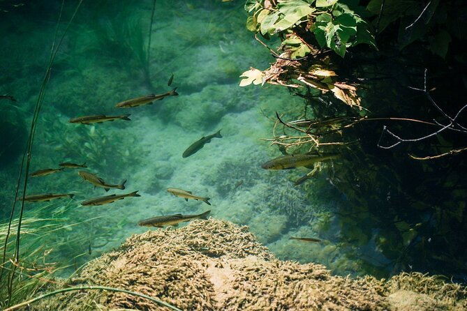 From Split: Krka Waterfalls, Food & Wine Tasting Tour - One hour in Skradin