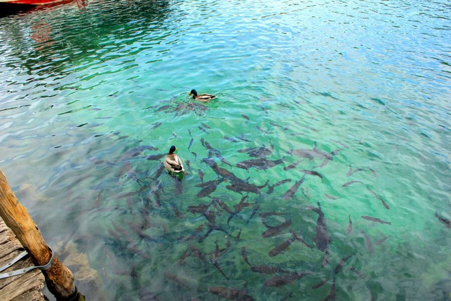 From Split: Plitvice Lakes Fully-Guided Day Tour - Meeting at the Split Riva