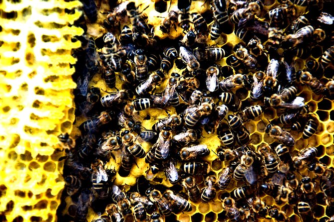 Give Bees a chance! - Looking inside a real hive