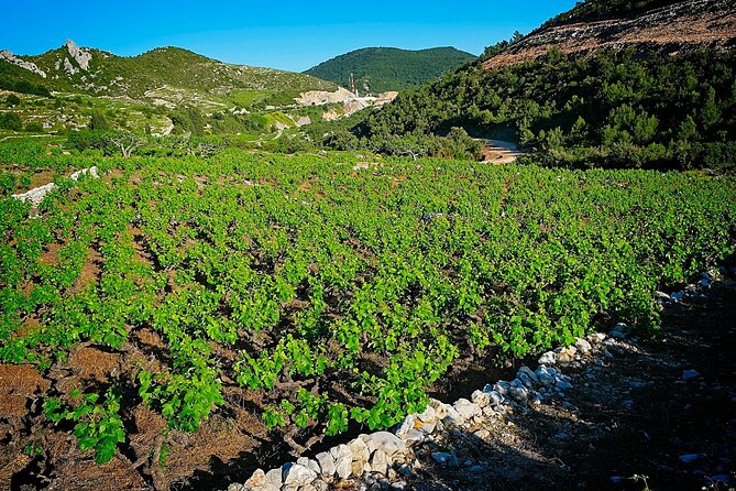 Half Day Tour - Deep and Dark Red Wine of Pelješac - Pelješac cellars: the heart of the half-day outing