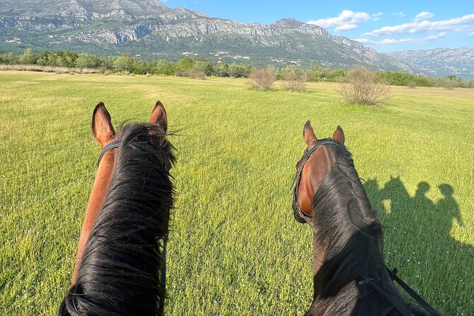 Horseback Riding Experience with transport from Dubrovnik - What $118.94 buys you