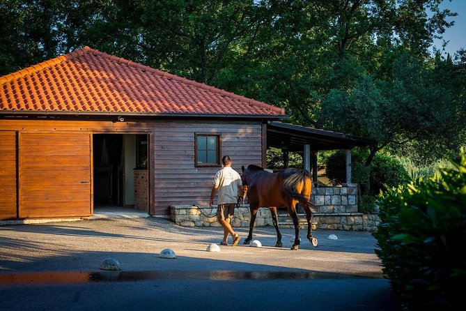 Horseback Riding in Konavle Region with Transport from Dubrovnik - Is $168.95 a fair price?