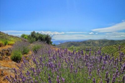 Hvar: Island tour with Wine and Olive Oil Tasting