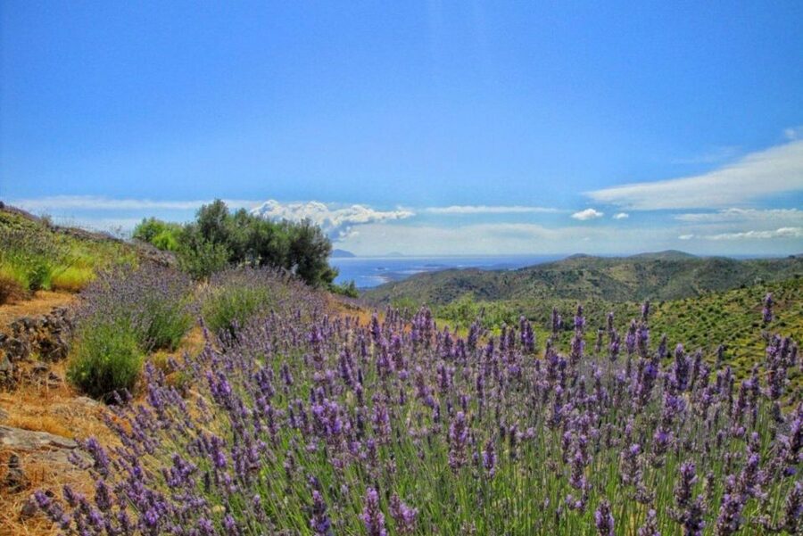 Hvar: Island tour with Wine and Olive Oil Tasting - Napoleon’s Fortress and Hvar’s best opening view