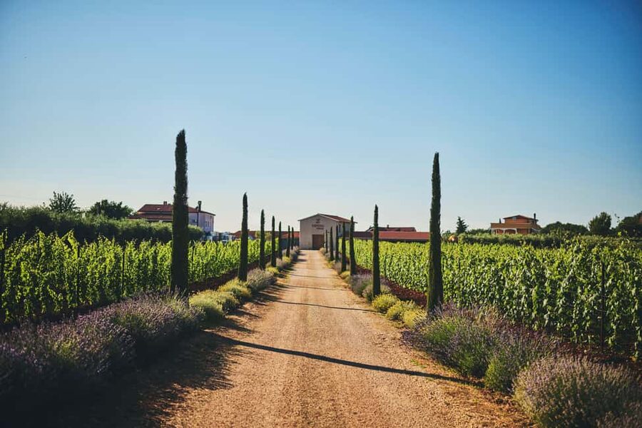 Istria: Pervino wine tasting - Key points to know before you go