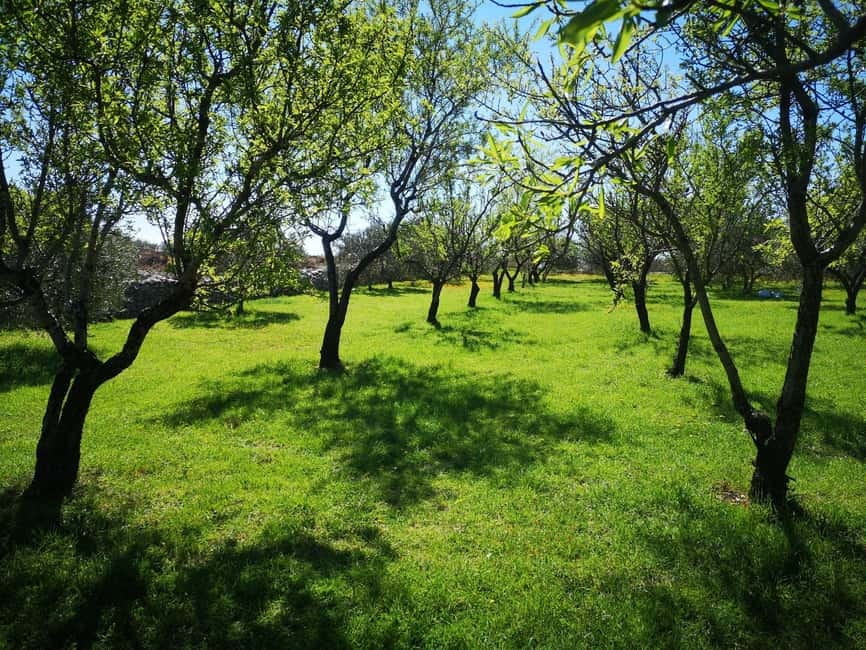 Kastela: Wine & Olive Tasting Tour w/Delicacies & Live Music - A family farm above Kaštela, not a standard tasting room