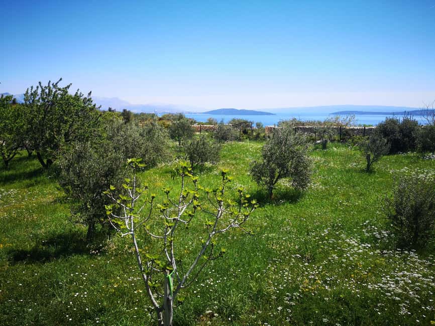 Kastela: Wine & Olive Tasting Tour w/Delicacies & Live Music - From olive blossom to extra virgin oil