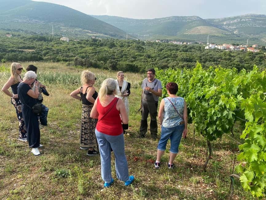 Kastela: Wine & Olive Tasting Tour w/Delicacies & Live Music - The cellar adds a hands-on wine lesson