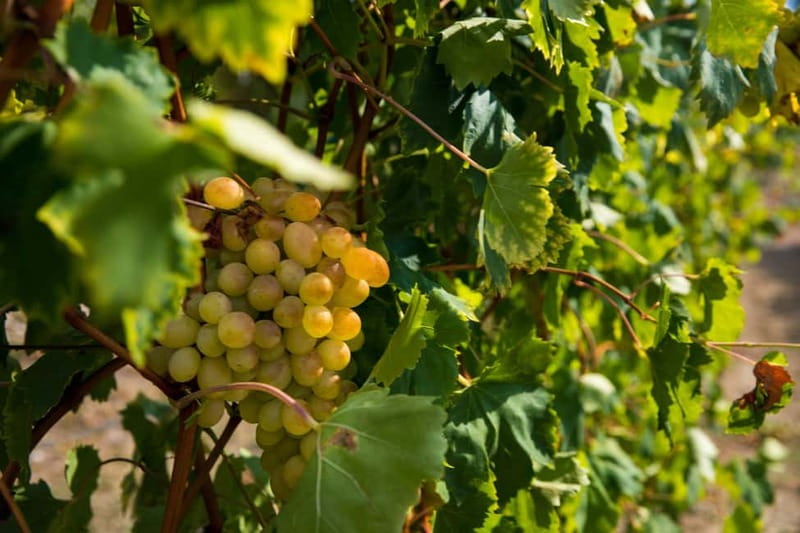 Konavle Valley: Tour with Wine Tasting from Dubrovnik - Coach time, pace, and group expectations