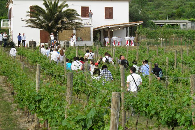Konavle Valley Wine Tour from Dubrovnik with Train Ride and Wine Tasting - Brajković cellar and the first Konavle wines