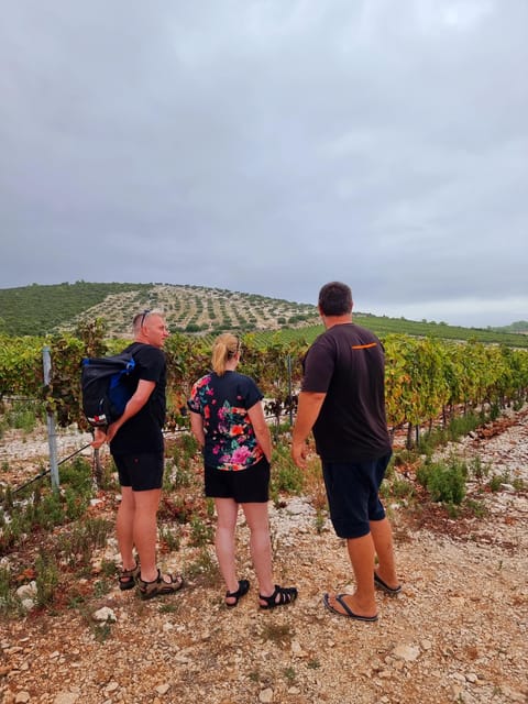 Korcula: Buggy Safari with Local Food and Wine Tasting - The GRK vineyard stop and Korcula’s wine culture