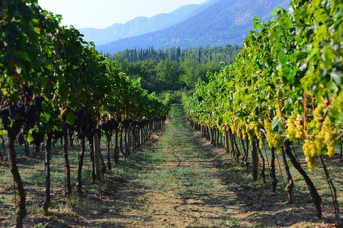 Korčula & Ston: Island Charms, Pelješac Delights & Wine Tasting - Who should book this day trip