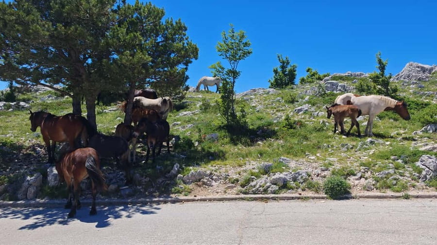 Makarska: Buggy Skywalk and Biokovo Tour - The picnic with Dalmatian food and wine