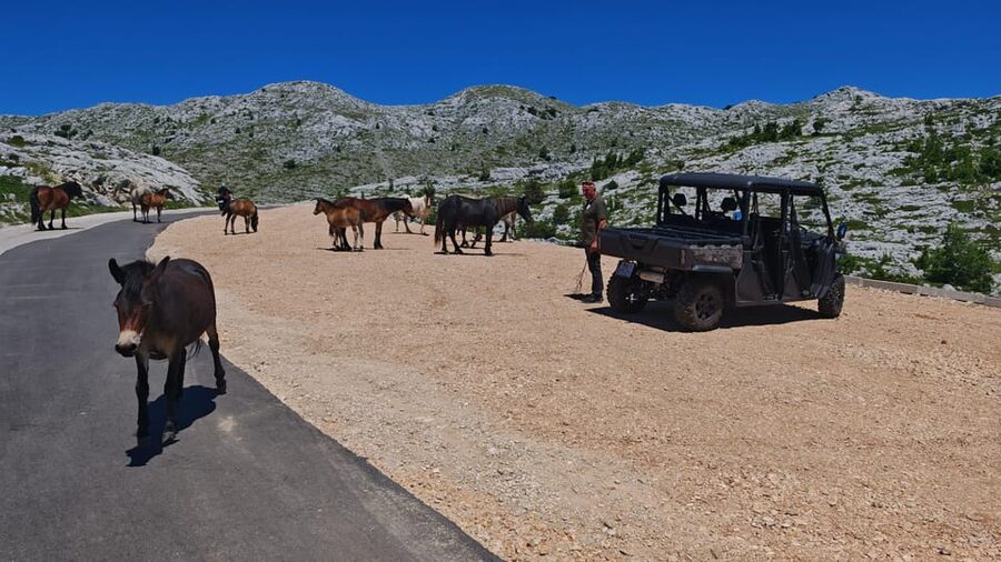 Makarska: Buggy Skywalk and Biokovo Tour - Is $81 a fair price?