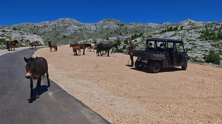 Makarska: Buggy Skywalk and Biokovo Tour - Who will enjoy this outing most?