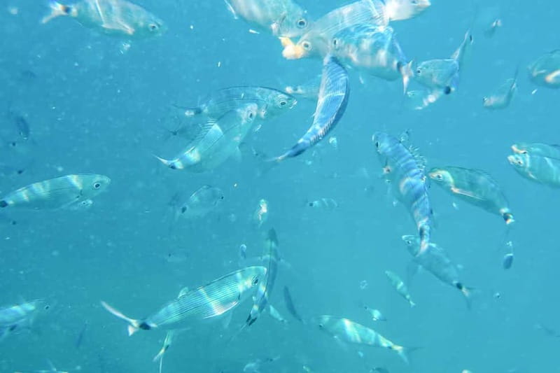 Medulin: Full-Day Boat Tour of the Archipelago w/ Lunch - What to bring and how to prepare