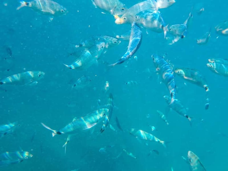 Medulin: Glass Boat Tour Experience to Kamenjak with Mermaid - Is the Medulin Mermaid tour worth booking?