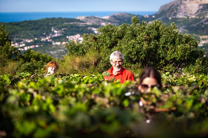 Olive farm & village - Why the family story matters
