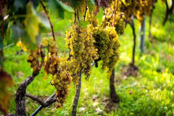 Olive farm & village - Who will enjoy Vardia most