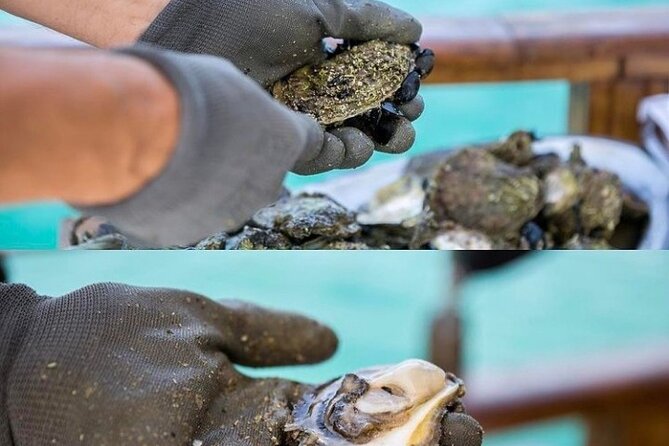 Oyster farm experience / Private day trip from Dubrovnik - Who should book this Dubrovnik day trip?