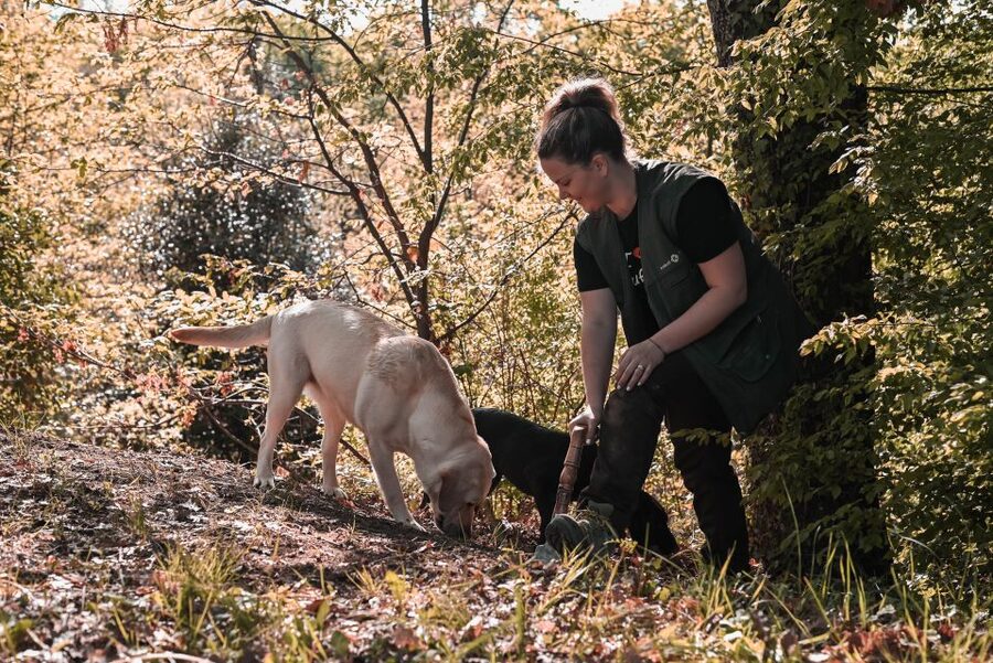 Paladini: Truffle Hunting Tour with 3-Course Tasting Menu - Key Things to Know Before You Go