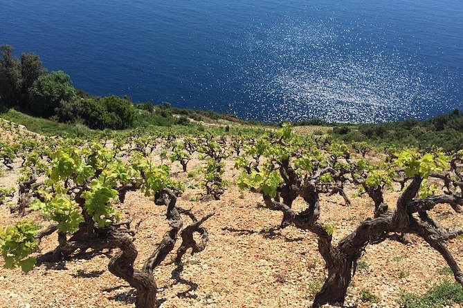Peljesac and Ston Private Wine Tour with Tastings from Dubrovnik - Why Pelješac makes a better wine day than a city tasting room