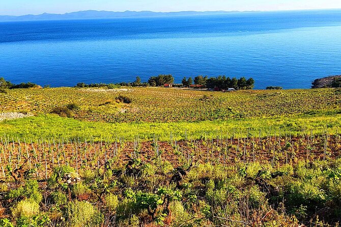 Peljesac and Ston Private Wine Tour with Tastings from Dubrovnik - Ponikve and a third winery on the way back
